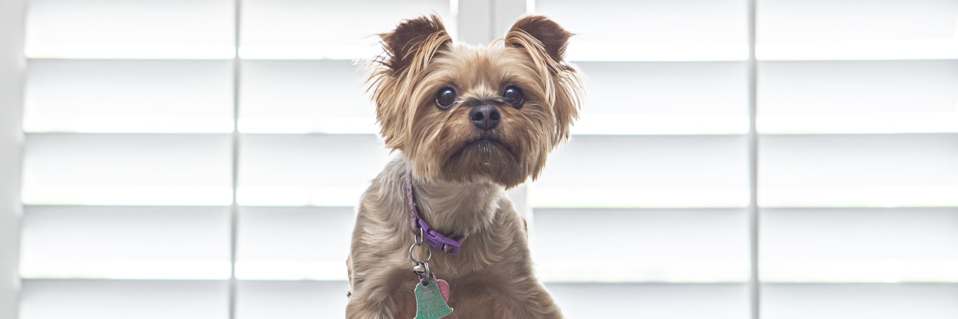 Dog in front of interior shutters in Destin